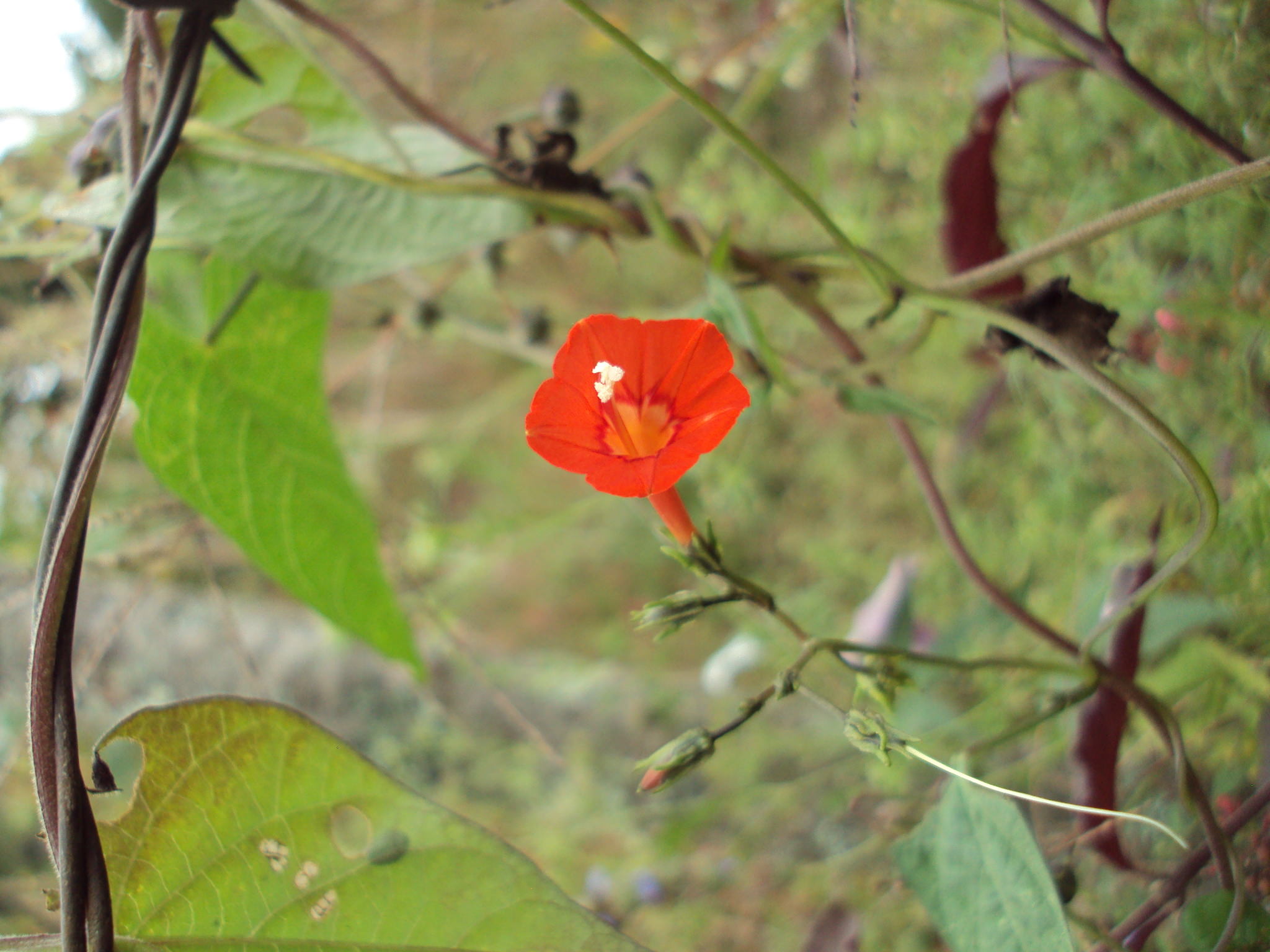 Ipomoea cholulensis
